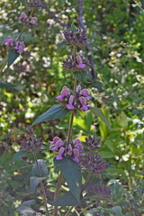 Phlomis samia