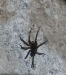 Camptocosa parallela