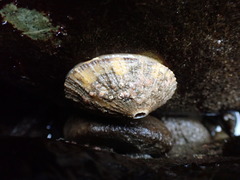 Diodora