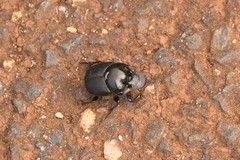 Onthophagus australis
