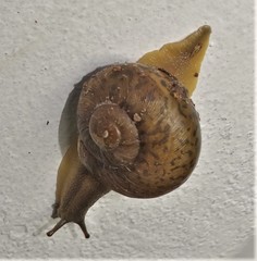 Natalina cafra