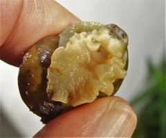 Natalina cafra