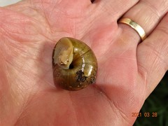 Natalina cafra