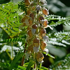 Digitalis lanata