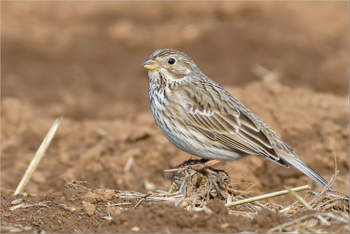 Corn Bunting