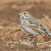 Corn Bunting - Photo (c) Анна Голубева, some rights reserved (CC BY-NC-ND), uploaded by Анна Голубева