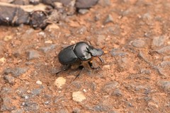 Onthophagus australis
