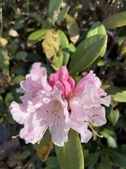 Rhododendron