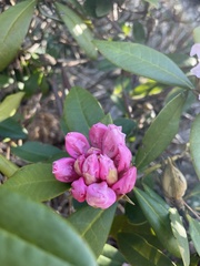 Rhododendron