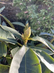 Rhododendron