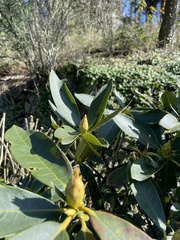 Rhododendron