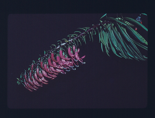 Trematolobelia singularis