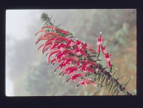 Trematolobelia singularis