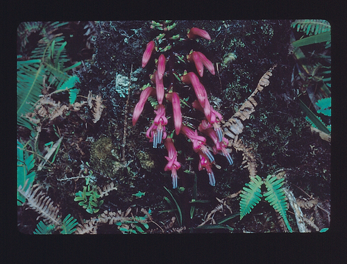Trematolobelia singularis
