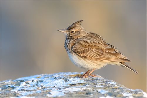 Crested Lark