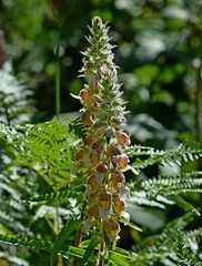 Digitalis lanata
