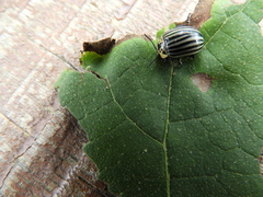 Leptinotarsa undecimlineata