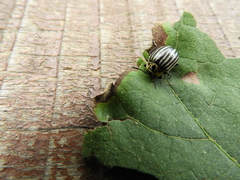 Leptinotarsa undecimlineata