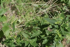 Scrophularia parviflora