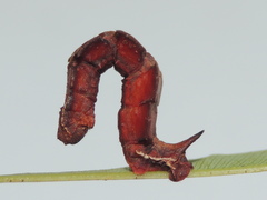 Eucyclodes metaspila