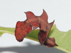 Eucyclodes metaspila