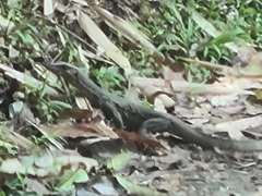Varanus marmoratus