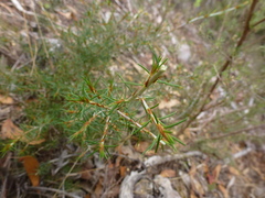 Pultenaea acerosa