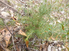 Pultenaea acerosa