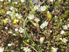 Sabulina californica