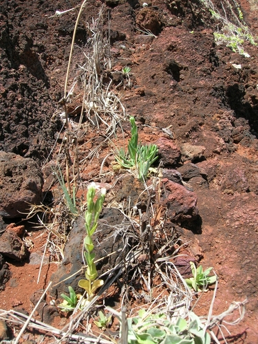 Schenkia sebaeoides