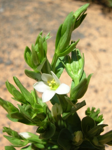 Schenkia sebaeoides
