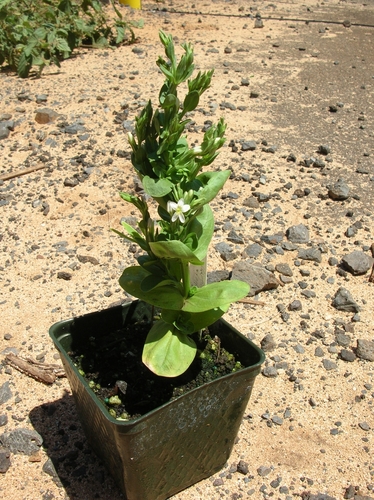 Schenkia sebaeoides