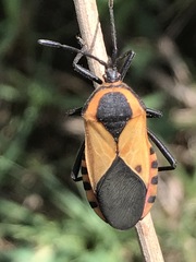Sephina dorsalis