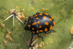 Pachycoris klugii