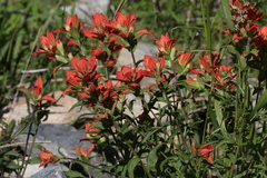 Castilleja nelsonii