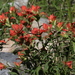 Castilleja austromontana - Photo (c) James Bailey,  זכויות יוצרים חלקיות (CC BY-NC), הועלה על ידי James Bailey