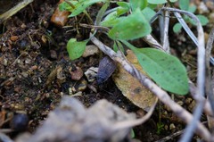 Pyrrhocoris sinuaticollis