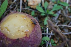 Pyrrhocoris sinuaticollis