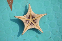 Stellaster childreni