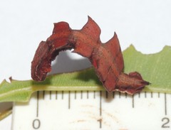 Eucyclodes metaspila