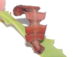 Eucyclodes metaspila