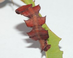 Eucyclodes metaspila