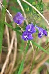 Scutellaria integrifolia