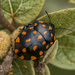 Pachycoris klugii - Photo (c) Felix Fleck, some rights reserved (CC BY-NC), uploaded by Felix Fleck