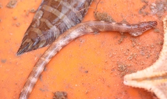 Dusky-Banded Moray photo 2