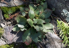 Micranthes eriophora