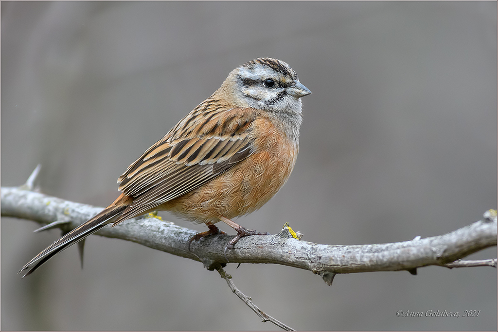 Rock Bunting photo