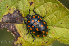 Pachycoris klugii