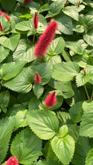 Acalypha pendula