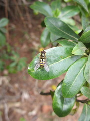 Dasysyrphus bilineatus